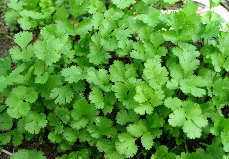 Herbs - Coriander (50grms)