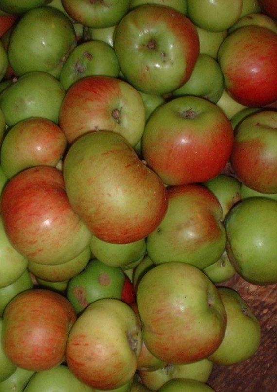 Apples - Cooking Bramley (bag of 8)