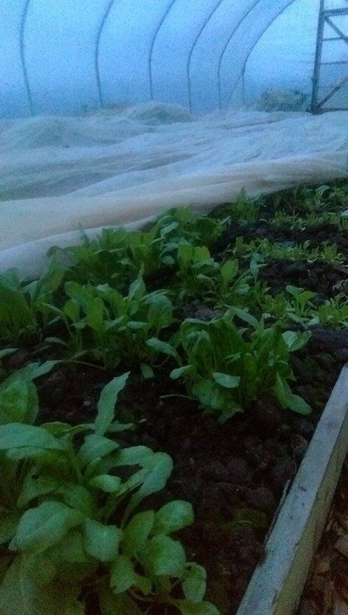 Spinach - (130g)