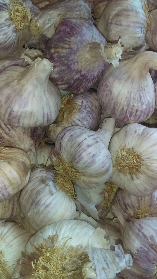 Garlic (Bulb)