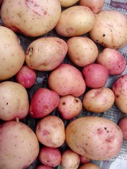 Potatoes - Kerrs Pinks 2kg , 5 kg or 10kg