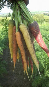 Carrots - Rainbow (Bag)