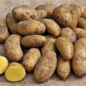 Potatoes - Golden Wonder