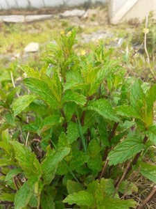 Herbs - Mint (50g)
