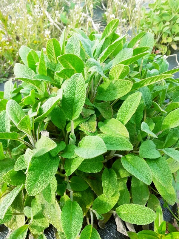 Herbs - Sage (50g)