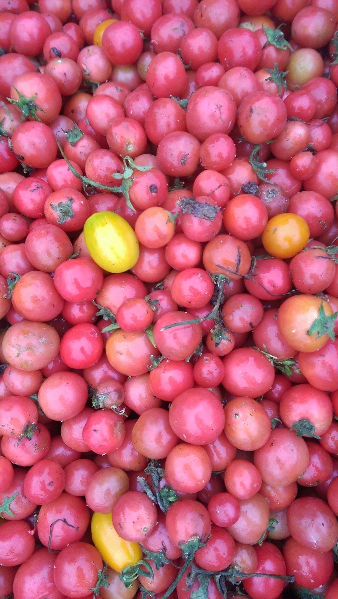 Tomatoes - Cherry Vine (400 gr)